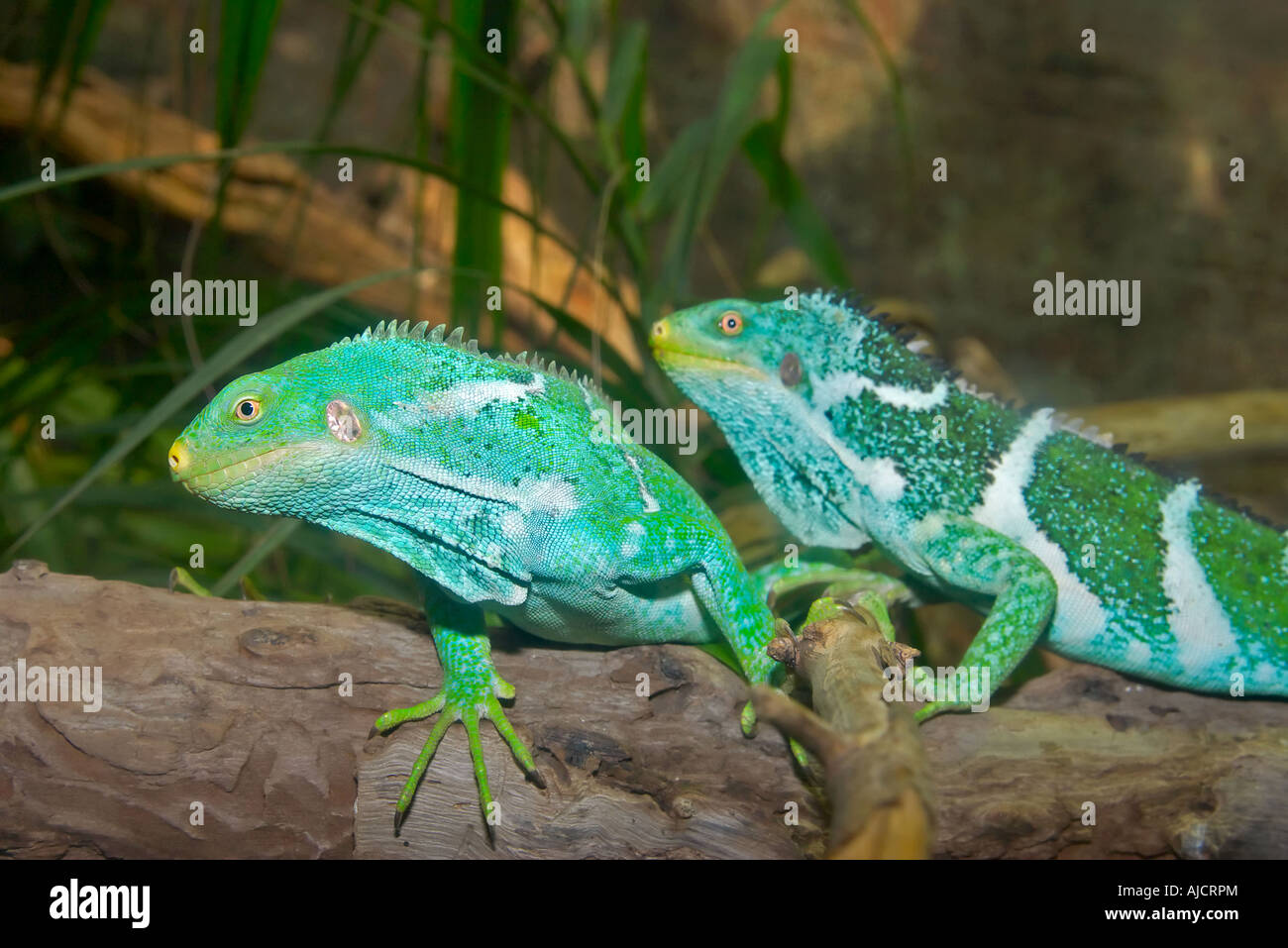 Deux iguanes verts lumineux sur un journal Banque D'Images