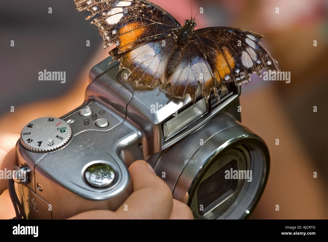 Un papillon est perché sur un appareil photo Banque D'Images