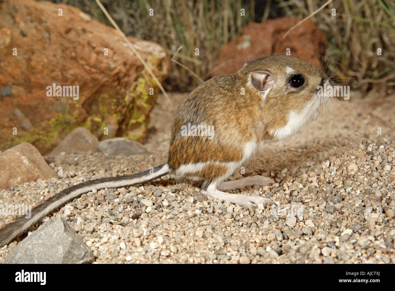 Rat kangourou d'Ord (Dipodomys ordii) s près d'Elgin ARIZONA United States 13 octobre des profils Hétéromyidés Banque D'Images