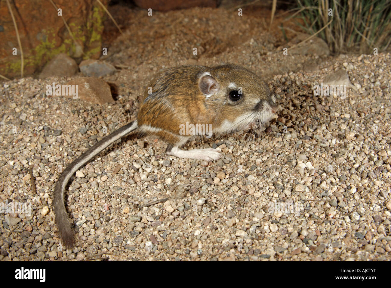 Rat kangourou d'Ord (Dipodomys ordii) s près d'Elgin ARIZONA United States 13 octobre des profils Hétéromyidés Banque D'Images