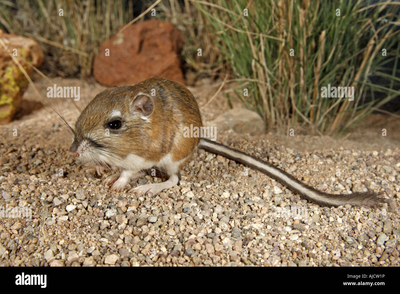 Rat kangourou d'Ord (Dipodomys ordii) s près d'Elgin ARIZONA United States 13 octobre des profils Hétéromyidés Banque D'Images