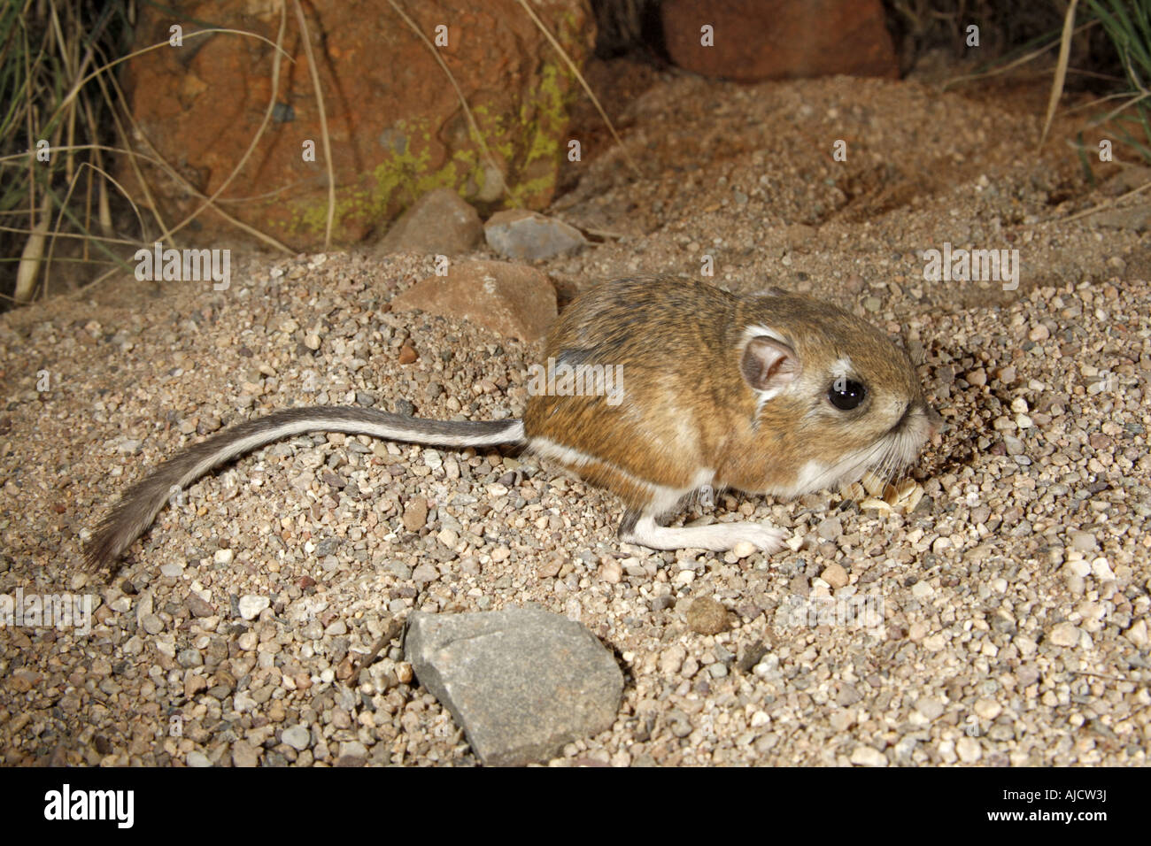 Rat kangourou d'Ord (Dipodomys ordii) s près d'Elgin ARIZONA United States 13 octobre des profils Hétéromyidés Banque D'Images