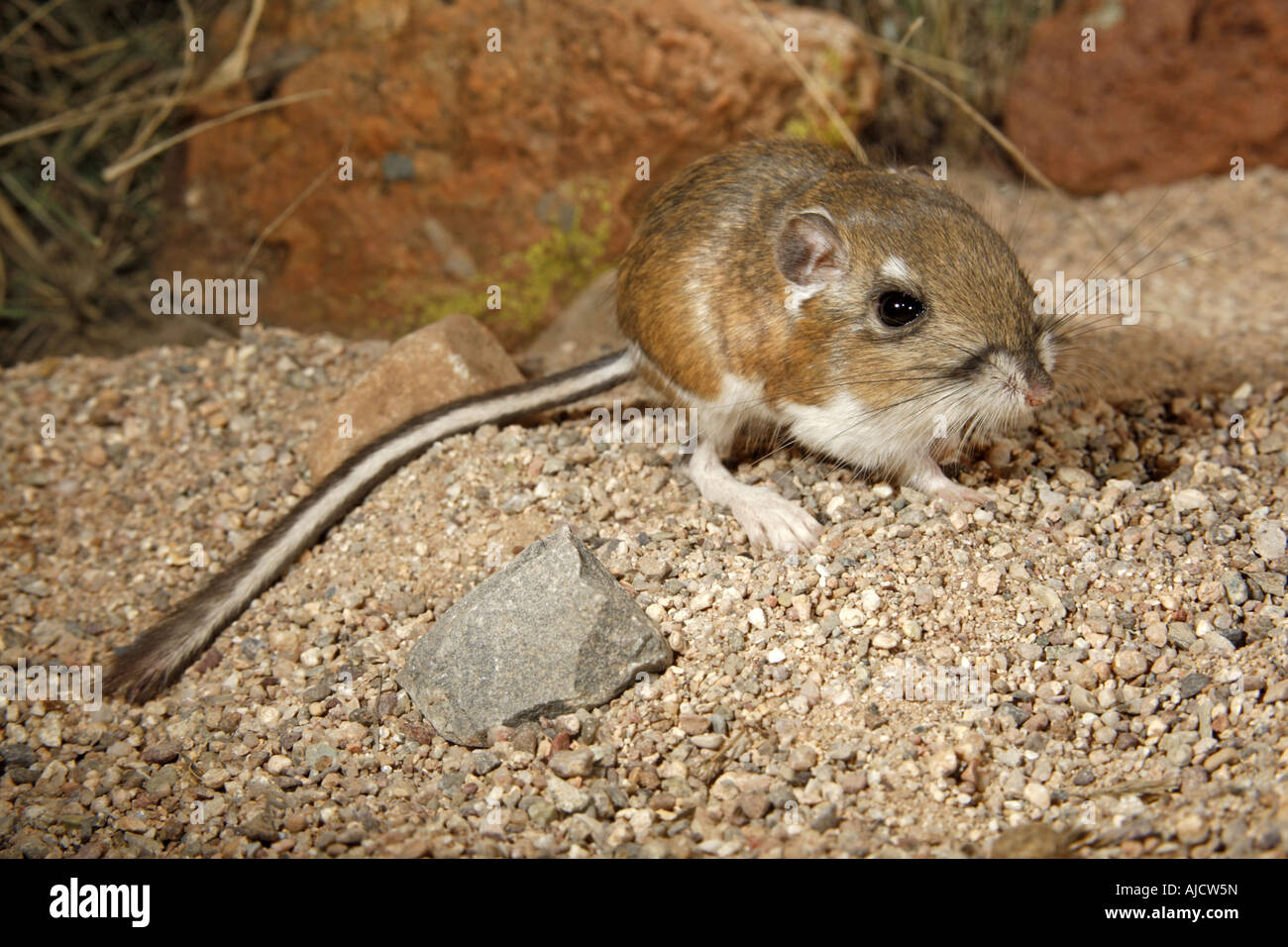 Rat kangourou d'Ord (Dipodomys ordii) s près d'Elgin ARIZONA United States 13 octobre des profils Hétéromyidés Banque D'Images