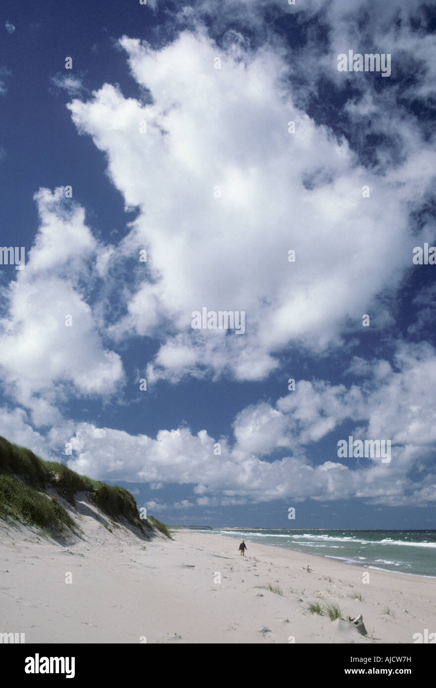 L'île de Sable (Nouvelle-Écosse) , remote île célèbre pour les épaves et les joints Banque D'Images