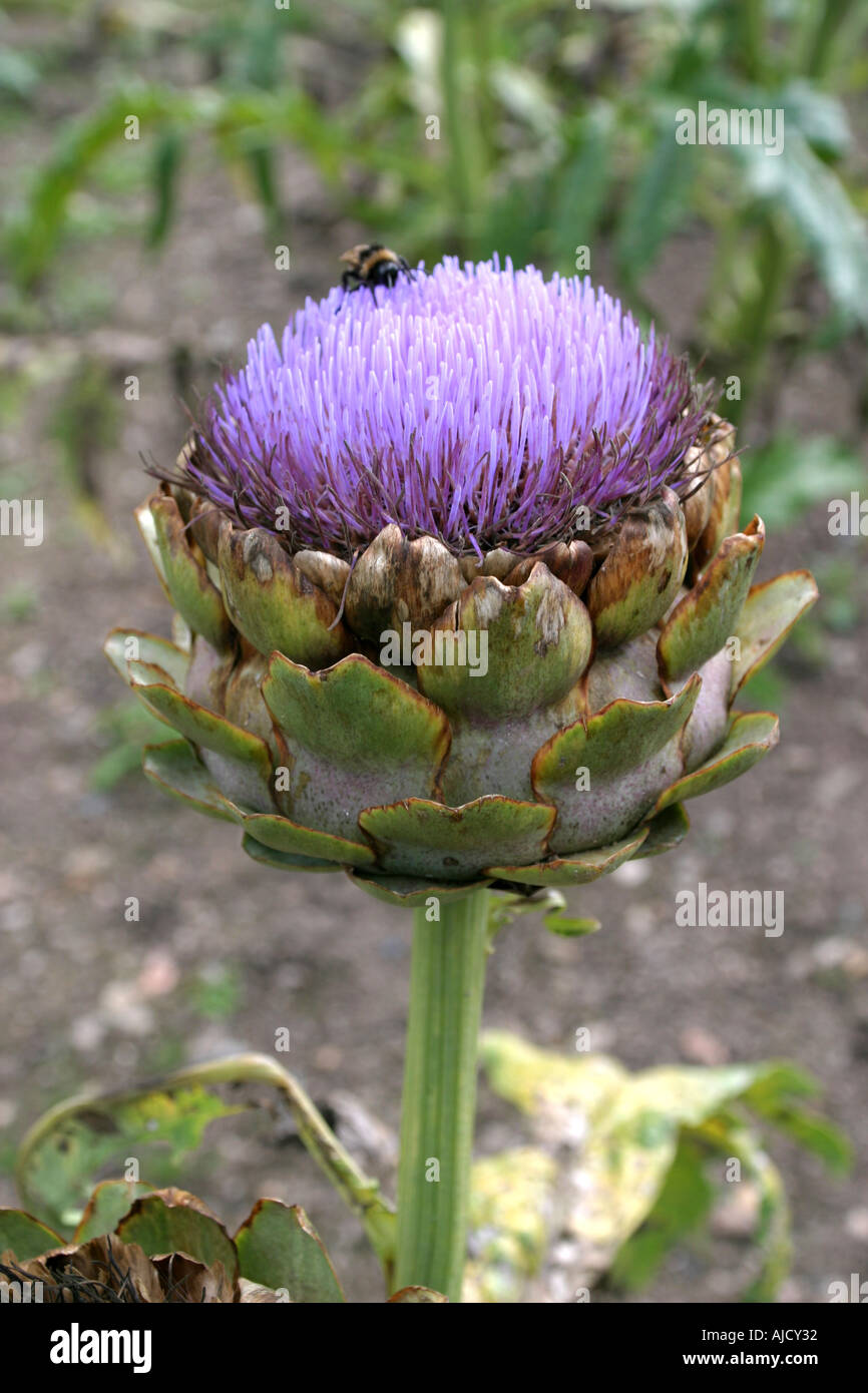 Anglais Cuisine Jardin Banque D'Images