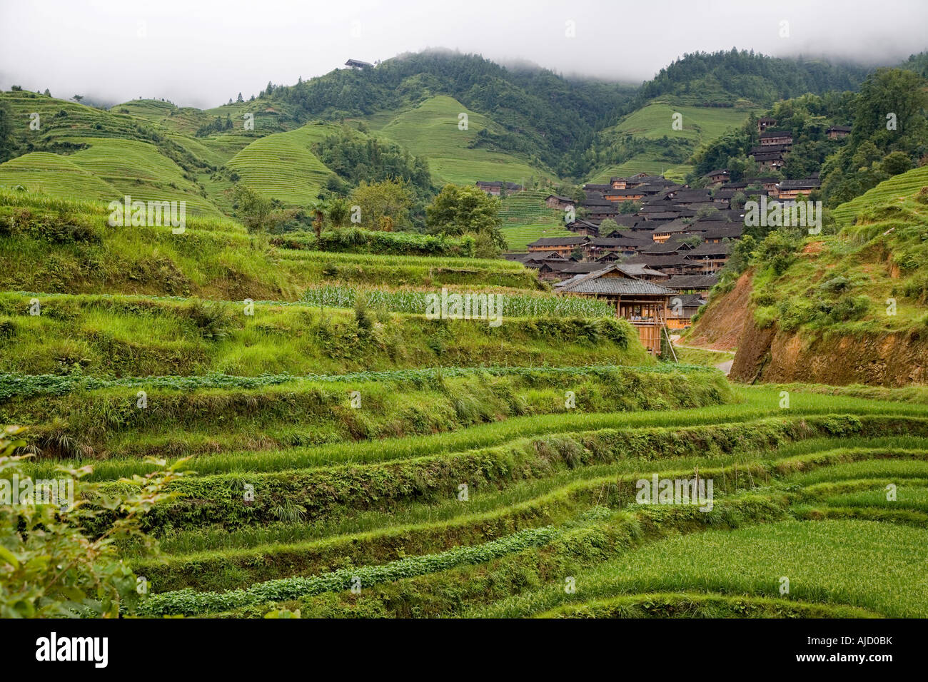 Un village Yao rouge blotti derrière les champs de légumes et riz verdoyantes Guilin Chine Banque D'Images