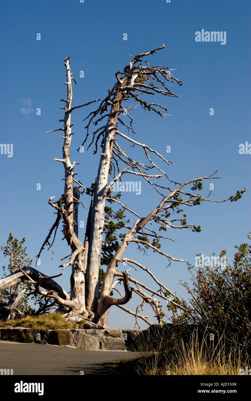 Treeat noueux Crater Lake Banque D'Images