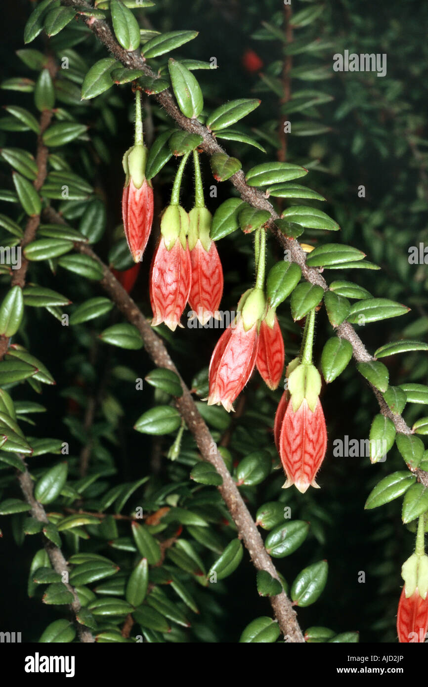 Bruyère arbustive (Agapetes serpens, Pentapterygium serpens), fleurs Banque D'Images