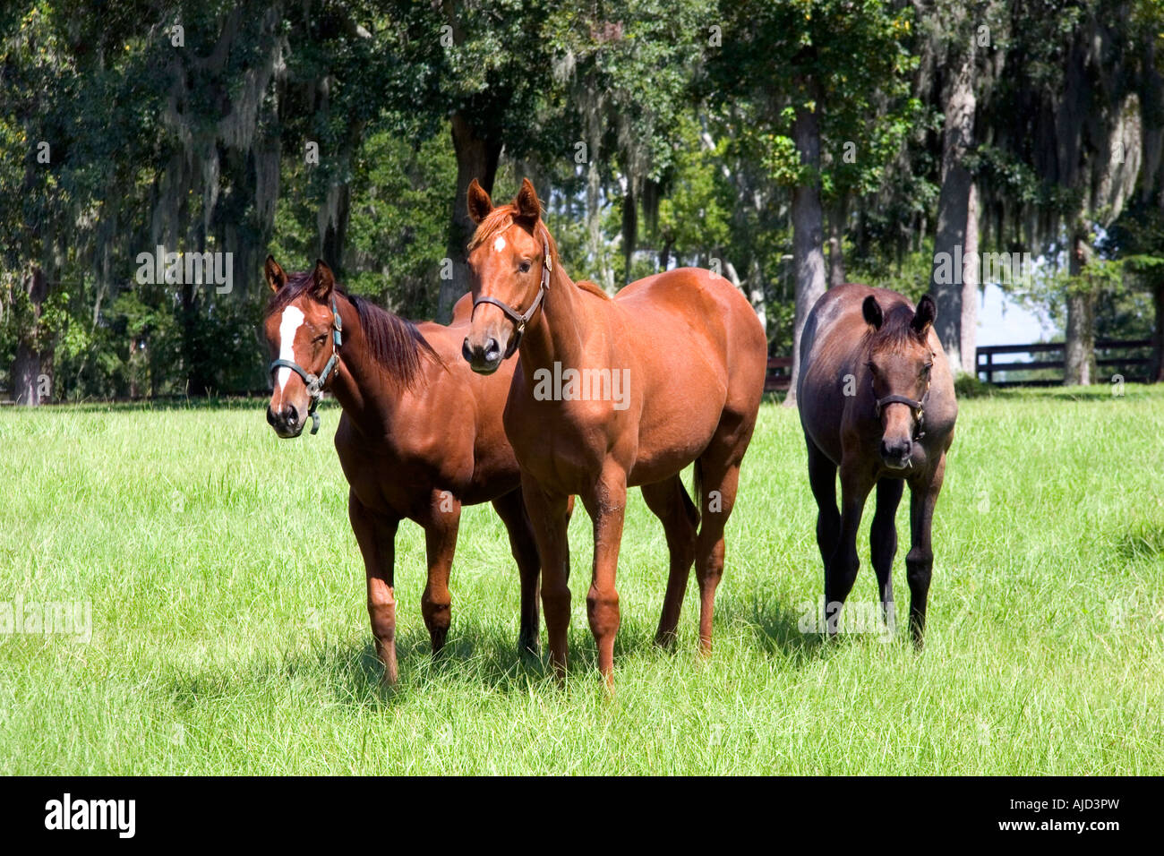Élevage de chevaux pur-sang Marion County Florida Banque D'Images