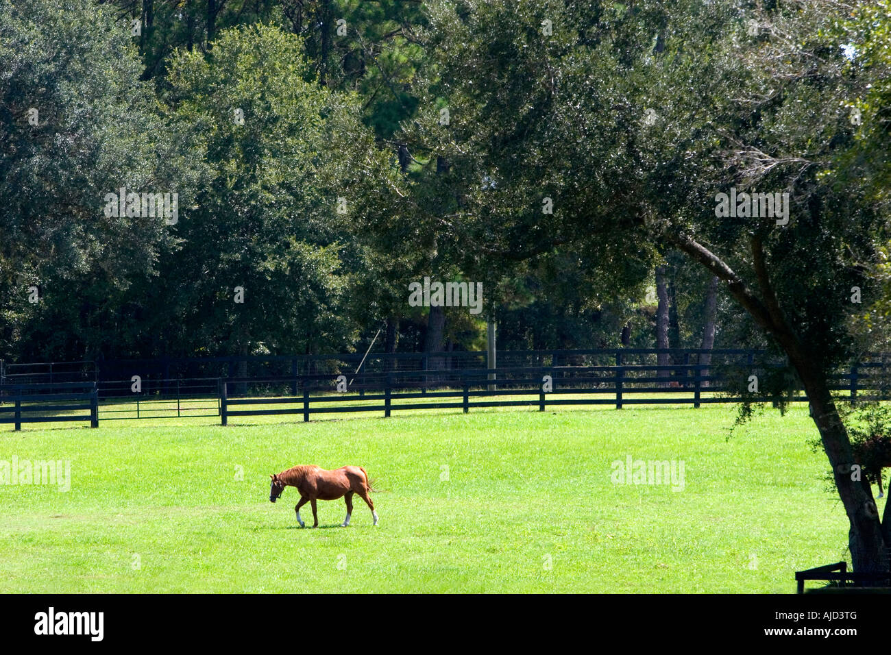 Élevage de chevaux pur-sang Marion County Florida Banque D'Images