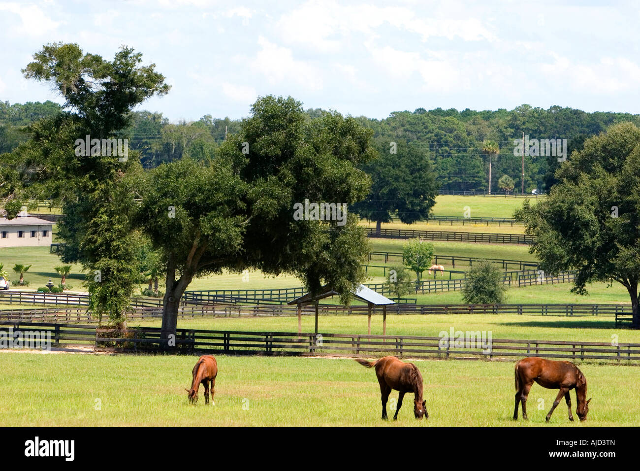 Élevage de chevaux pur-sang Marion County Florida Banque D'Images