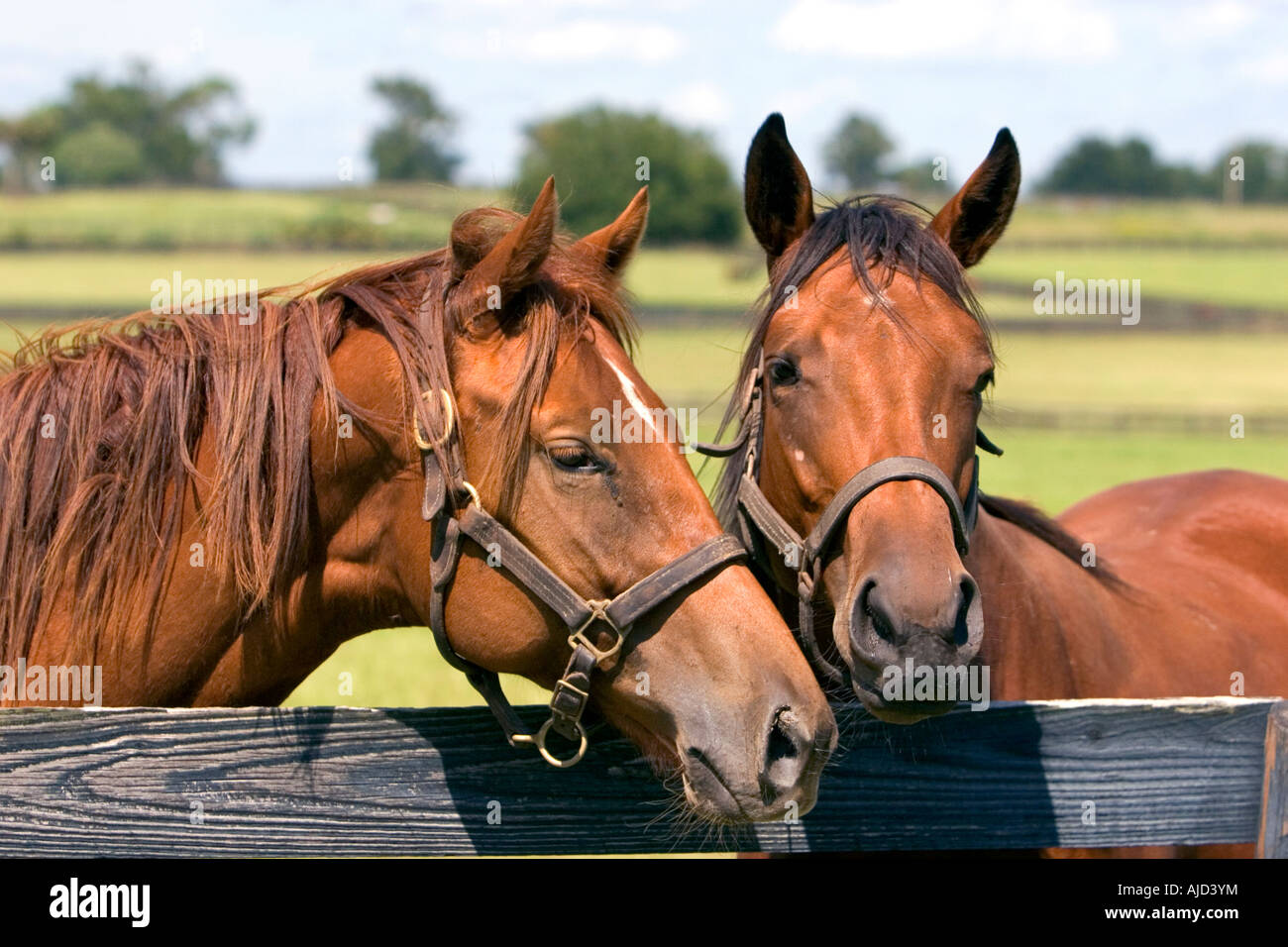 Élevage de chevaux pur-sang Marion County Florida Banque D'Images