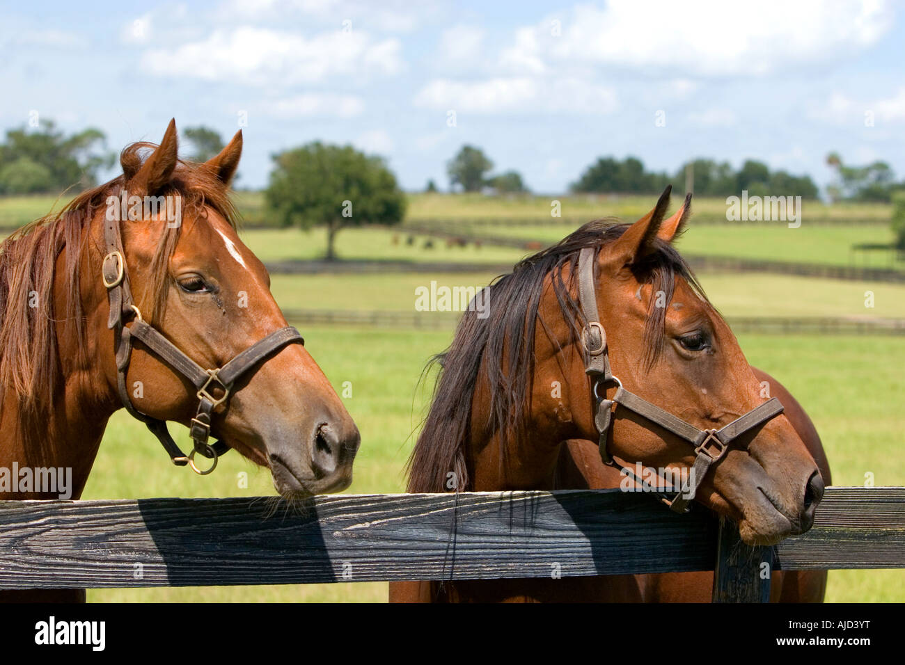 Élevage de chevaux pur-sang Marion County Florida Banque D'Images