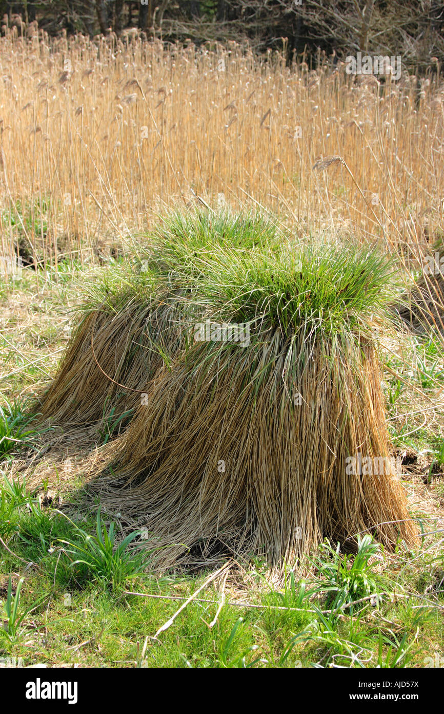 Touffes de carex, de touffes de carex, de tussock (Carex elata), Allemagne, Bavière, Staffelsee Banque D'Images
