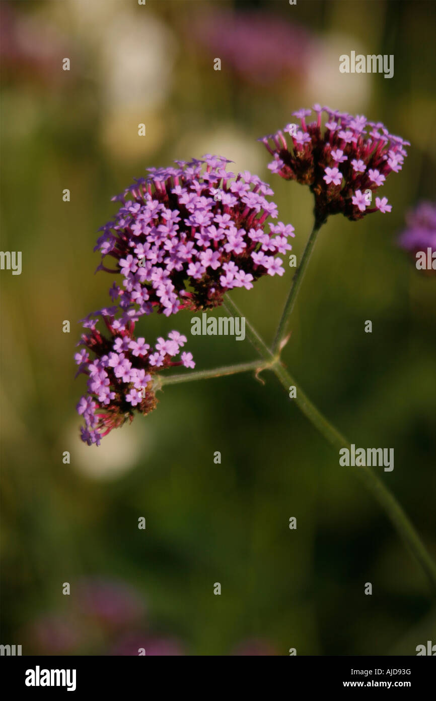 GLANDULARIA Verbena Bonariensis au soleil d'une frontière longue de jardin Surrey Banque D'Images