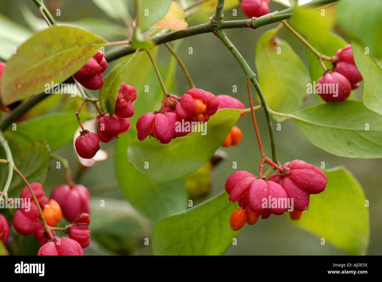 Euonymus europaeus Cascade rouge automne rouge et de fruits orange Banque D'Images