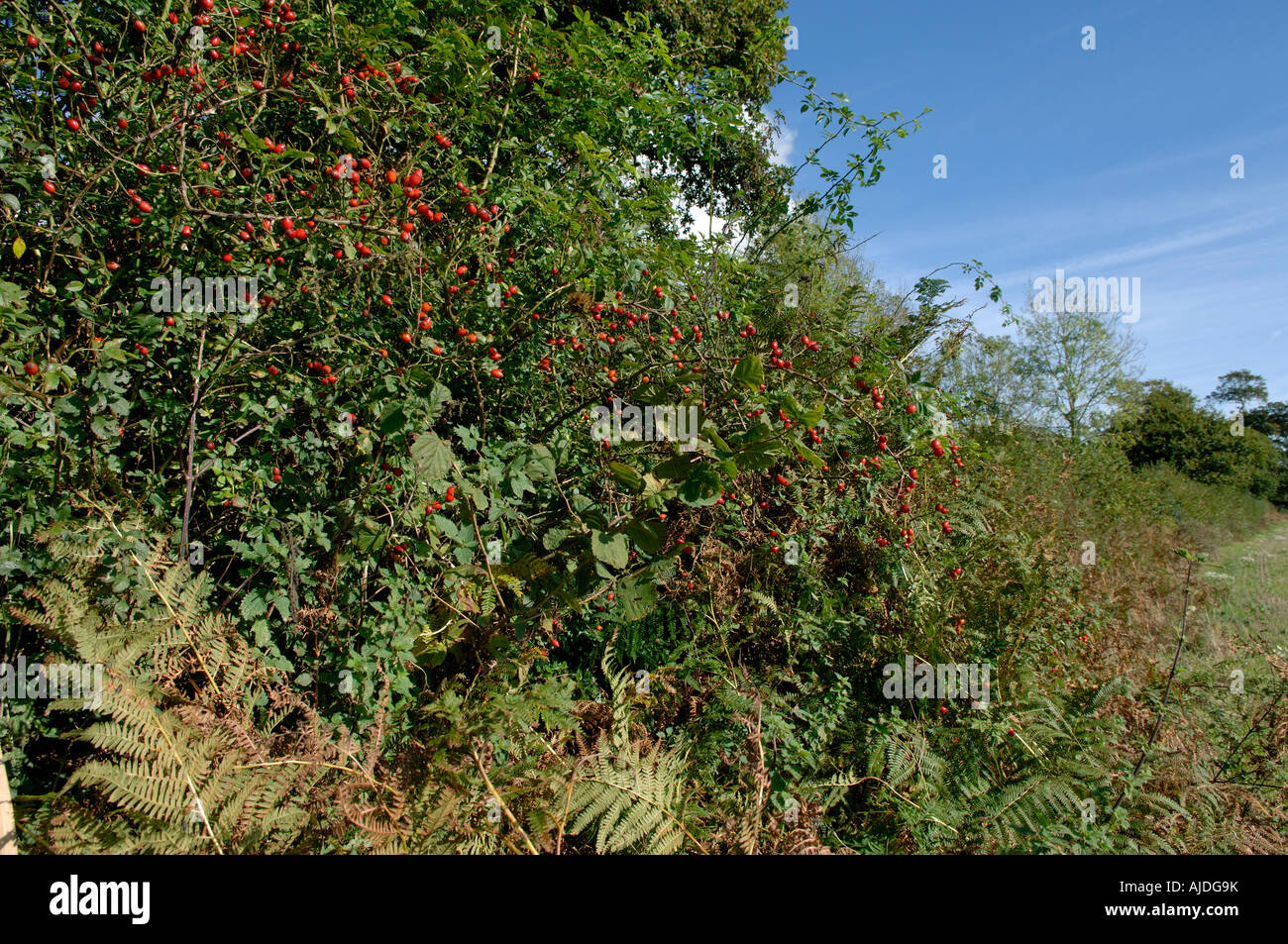 Cynorrhodons bracken haie plantes arbres dans une haie de Devon en automne Banque D'Images