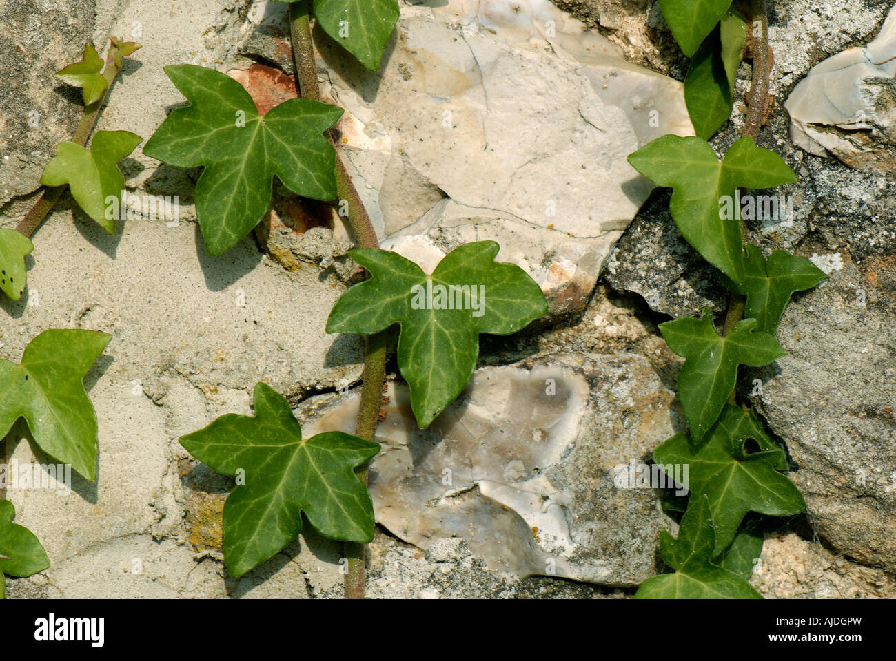 Hedera helix lierre sur le mur de la grange en pierre en pleine croissance Banque D'Images