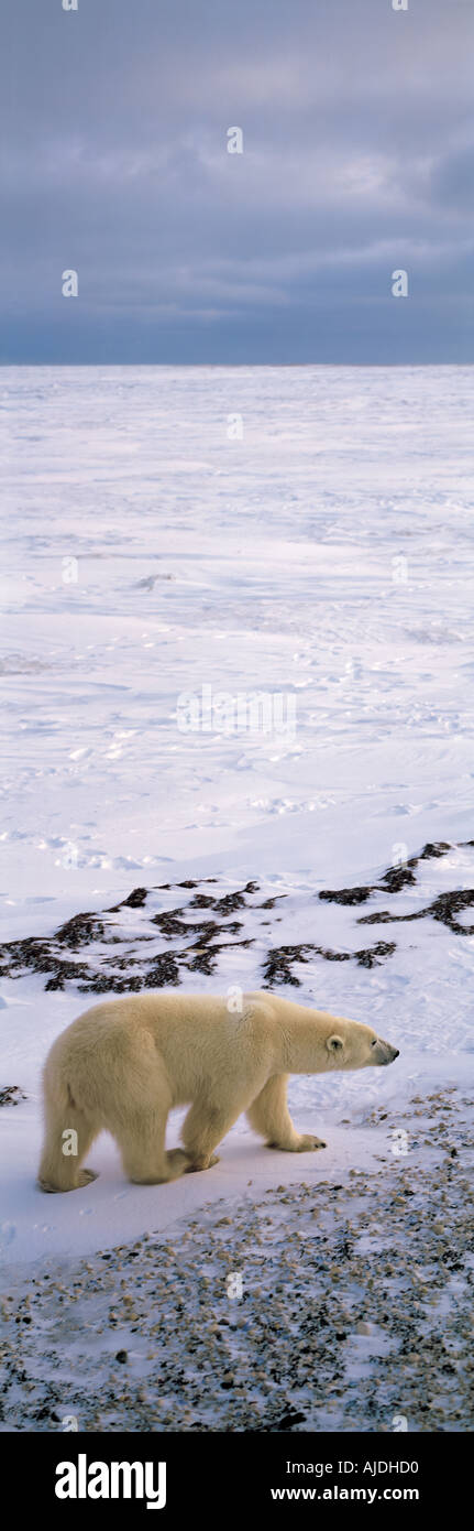 Mâle Ours polaire (Ursus maritimus), marcher sur le rivage de la Baie d'Hudson Churchill Manitoba Canada Banque D'Images