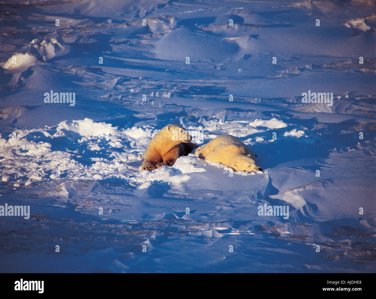 Mâle Ours polaire (Ursus maritimus), le repos et le sommeil après Playfighting sur la neige fraîche, la baie d'Hudson Banque D'Images