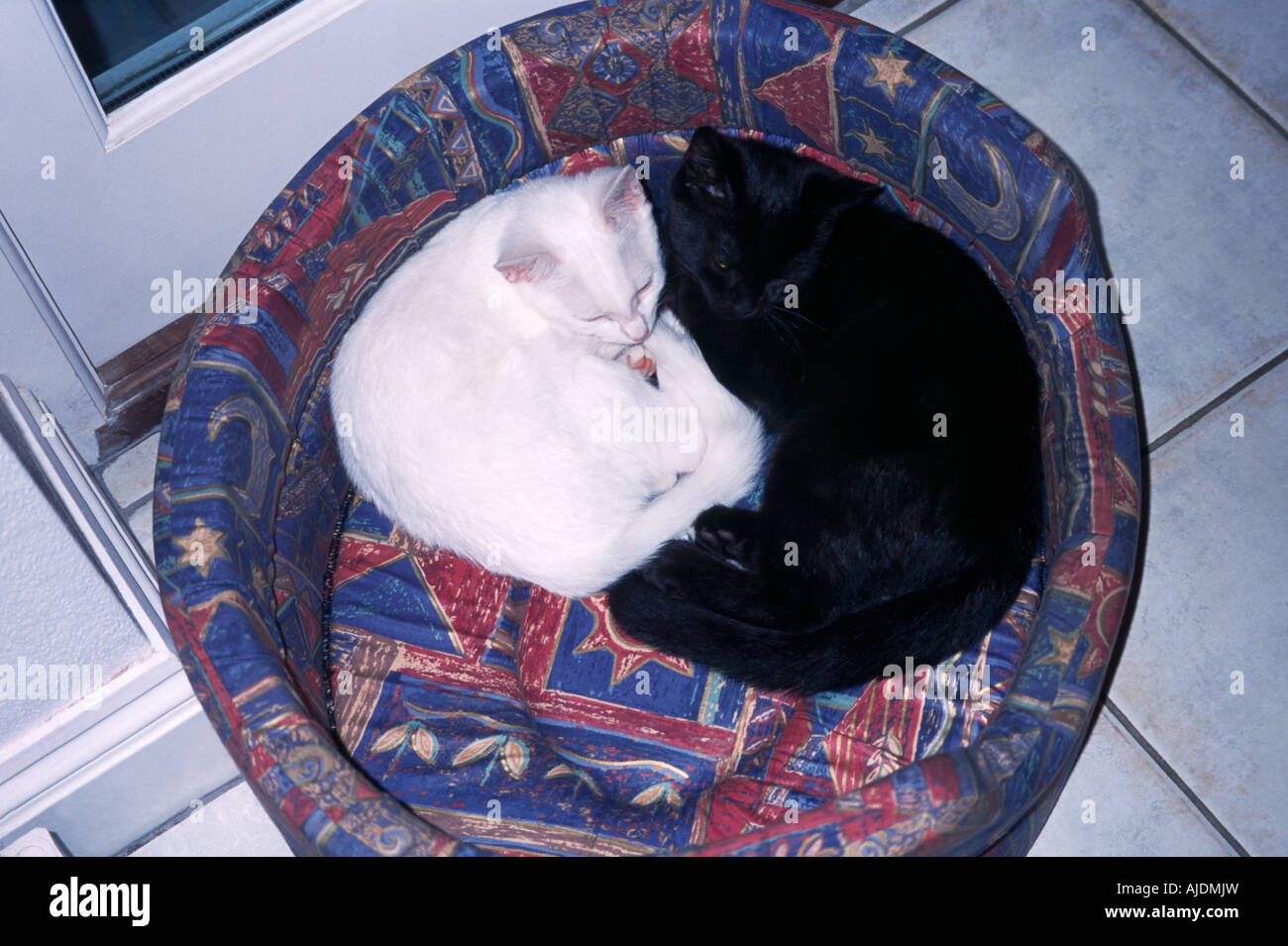 Chatons noir et blanc portant dans Panier Banque D'Images
