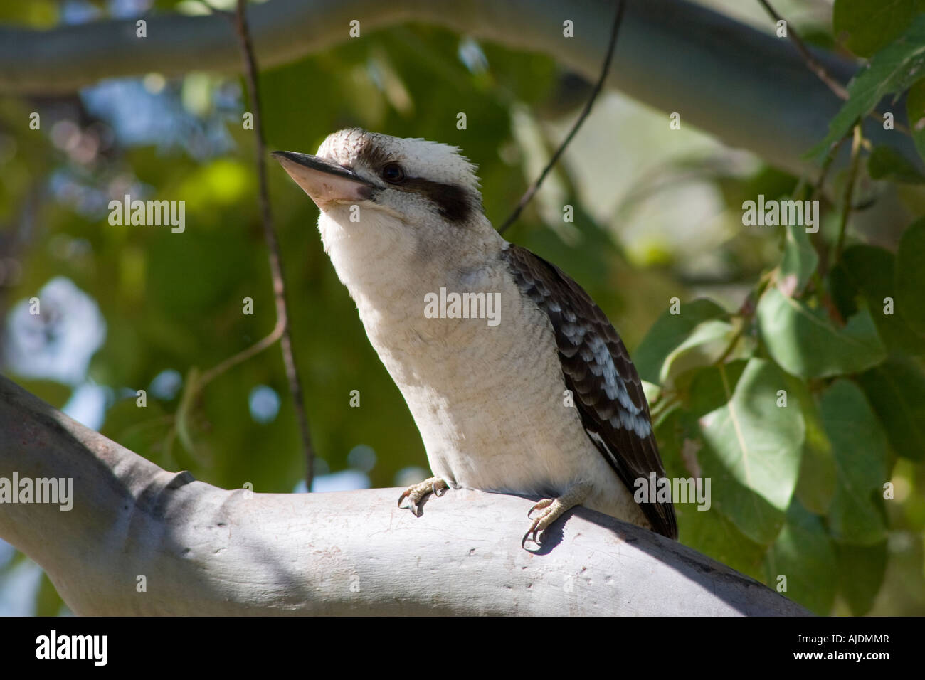 Kookaburra dans tree à Tannum Sands près de Gladstone Queensland Australie Banque D'Images