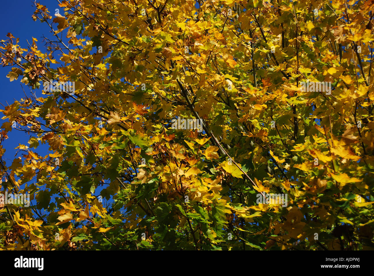 Les feuilles d'automne sur l'arbre, New Forest, Hampshire, Angleterre, Royaume-Uni Banque D'Images