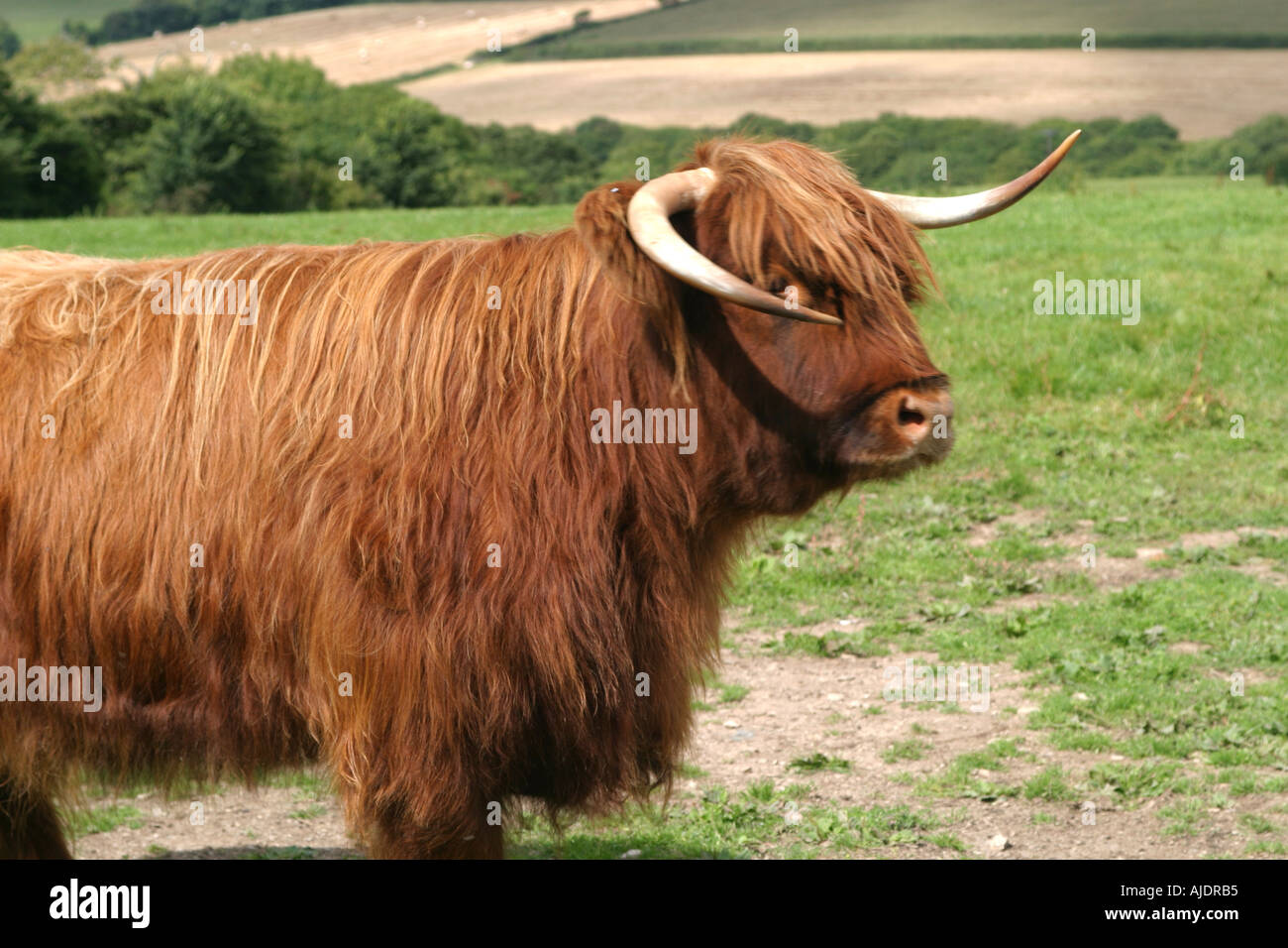 Highland cattle UK Banque D'Images