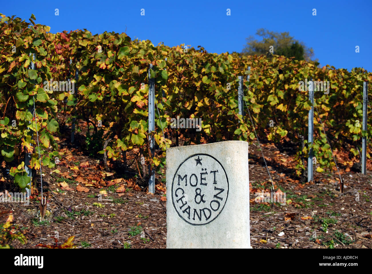 Moet et Chandon en automne, Vallée de la Marne, Marne, Champagne-Ardenne, France Banque D'Images