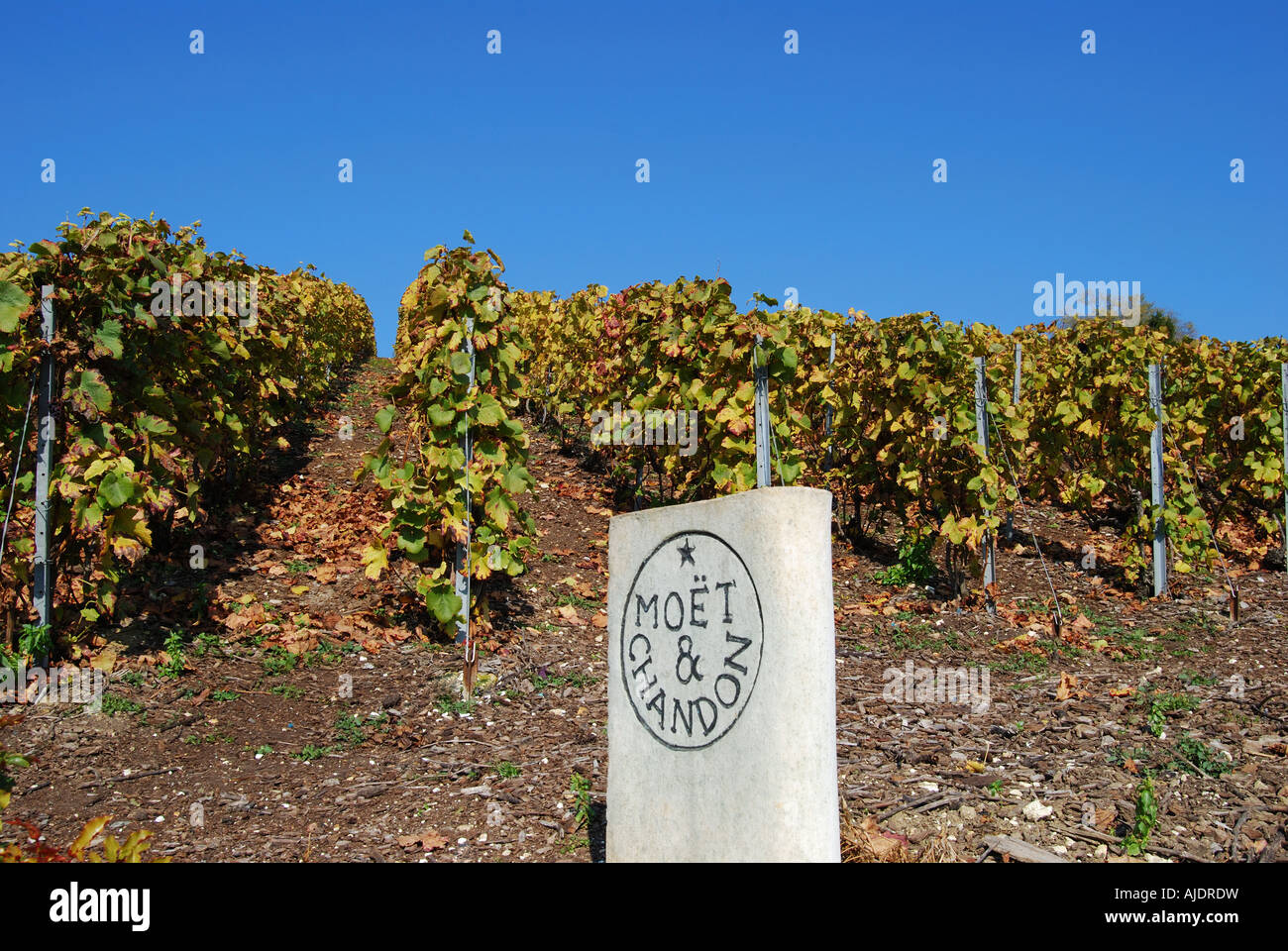 Moet et Chandon Winery, vallée de la Marne, Marne, Champagne-Ardenne, France Banque D'Images