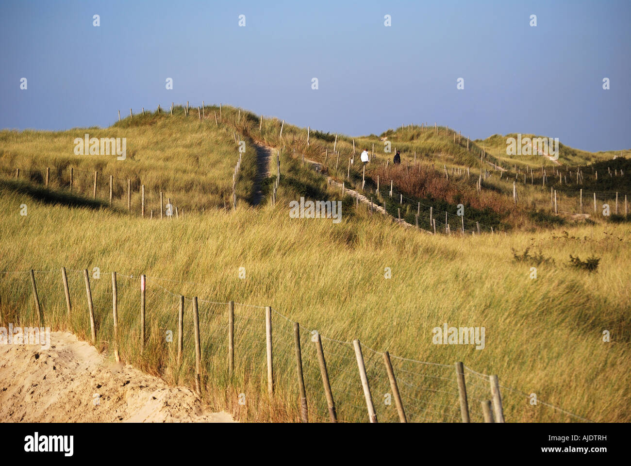 Conservation des aires protégées de dunes de sable, Le Touquet-Paris-Plage (Le Touquet), Pas de Calais, Nord Pas de Calais, France Banque D'Images