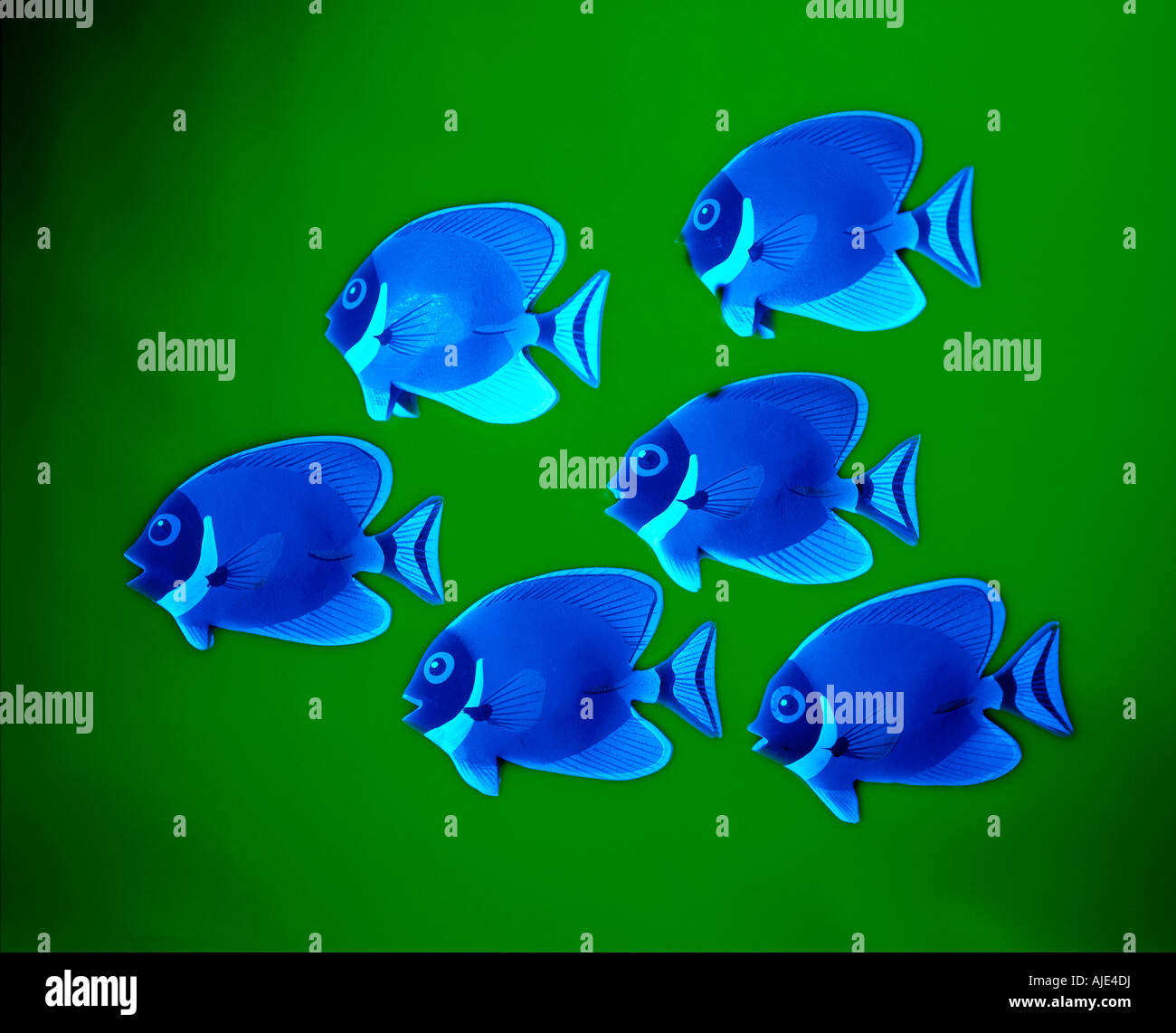 Poisson yeux bleus Banque de photographies et d’images à haute — free download