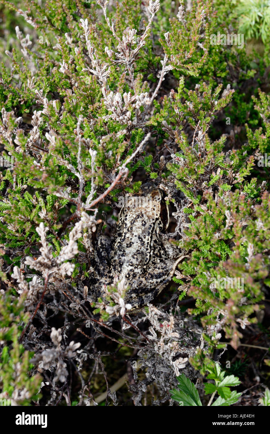 Moor frog, Norvège. c'est un membre de l'une des trois espèces de grenouilles en Norvège, Rana arvalis ou moor frog. Banque D'Images