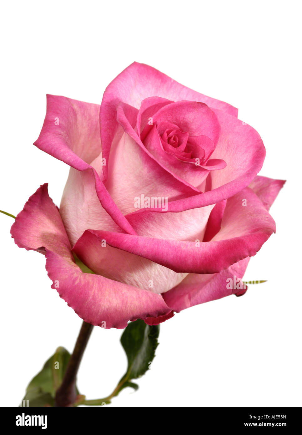Belle rose rose Banque D'Images