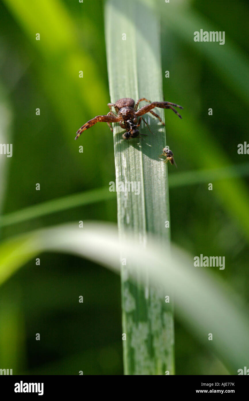 Araignée crabe (xysticus cristatus) défendant son catch contre mouche parasite Banque D'Images