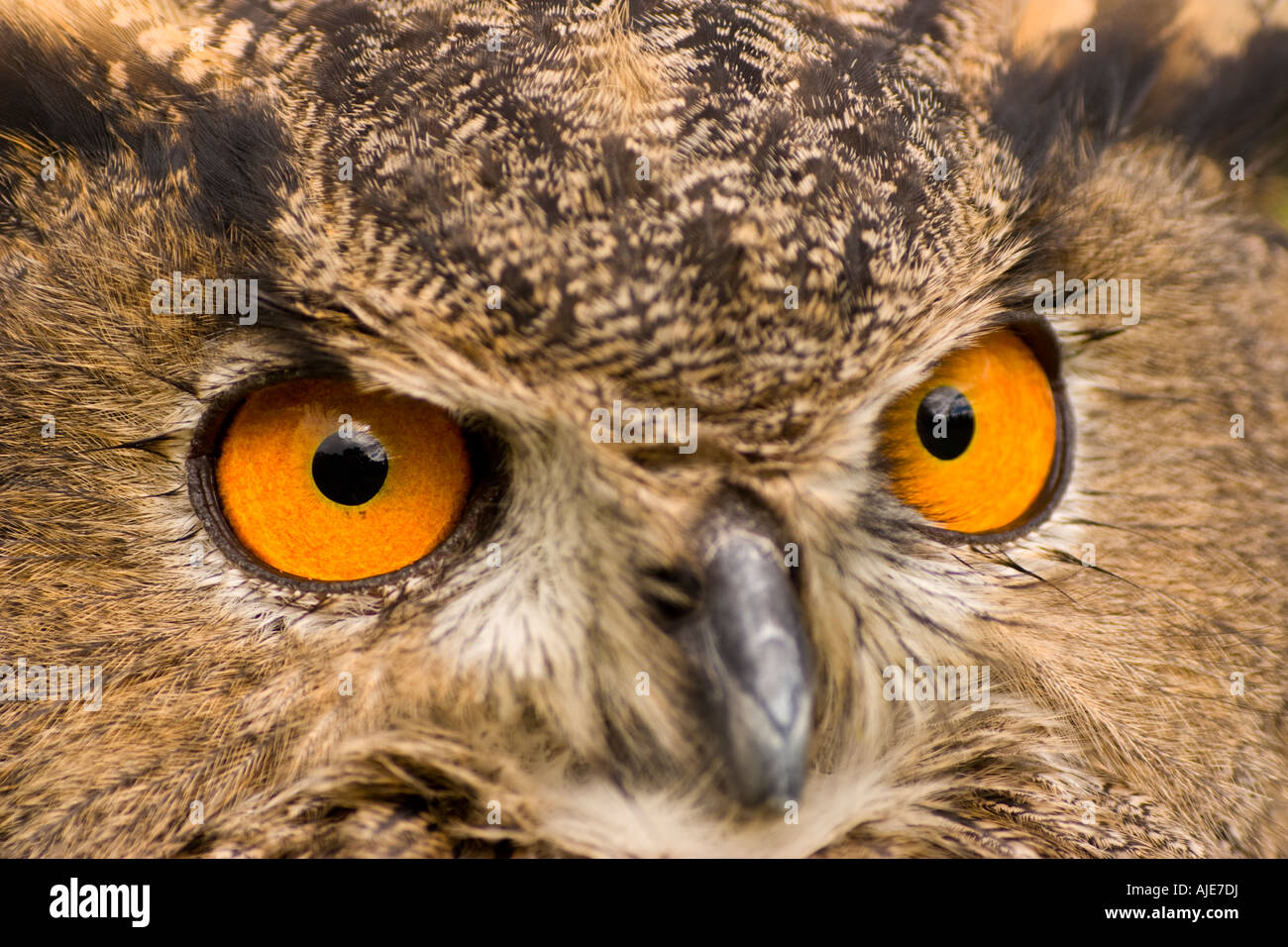 Yeux de hibou Banque de photographies et d’images à haute résolution — free download