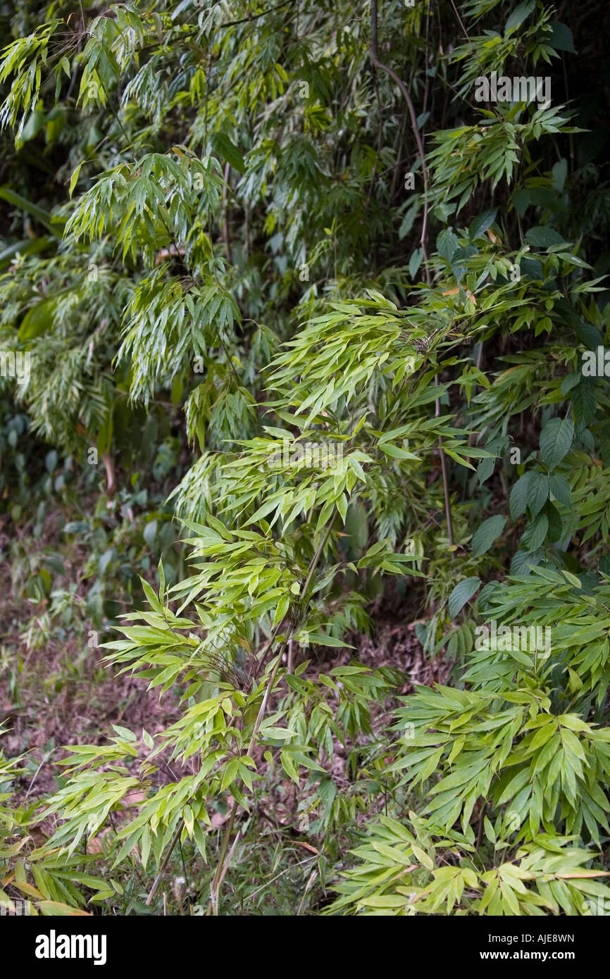 Comme le bambou de vigne. Metropolitan Parc Naturel. République du Panama, de l'Amérique centrale Banque D'Images