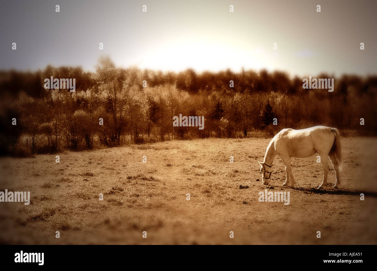 Calèche dans le domaine sépia avec vignettage et bords soft focus Banque D'Images