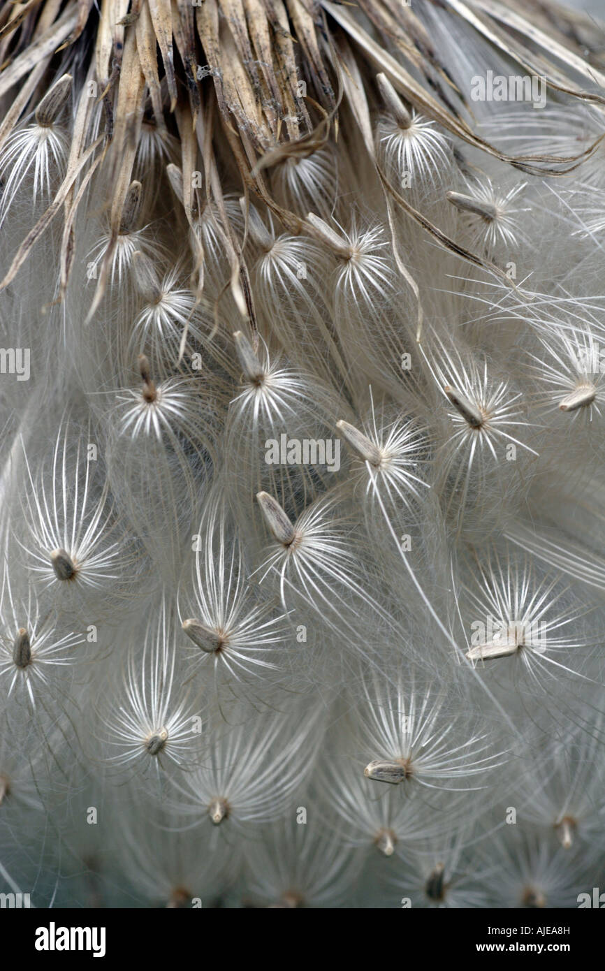 Graines de chardon Banque D'Images