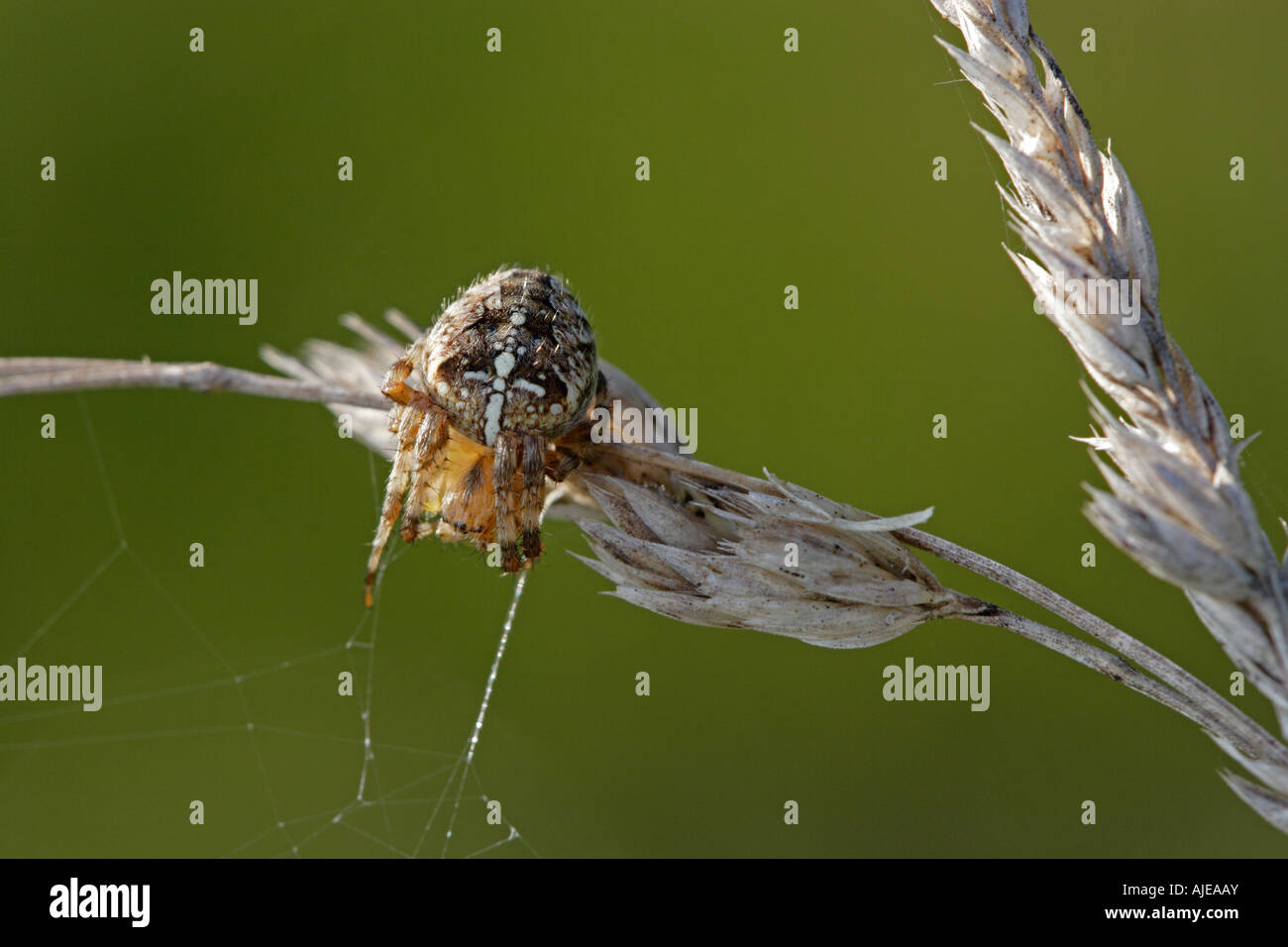 Araneus diadematus, l'araignée des jardins, tenant à son site web Banque D'Images