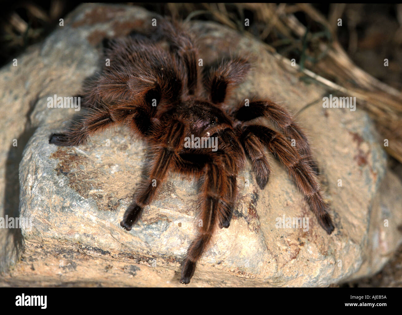 Tarantula Curly croupion rouge Cross Hybrid Banque D'Images