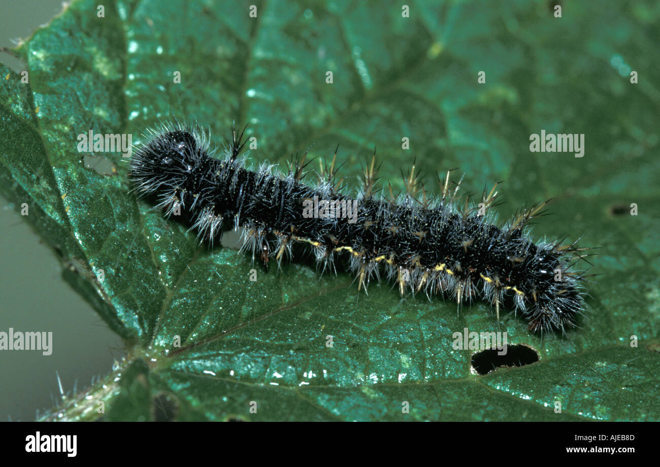 Vulcain Vanessa atalanta papillon chenille larves sur l'ortie Banque D'Images