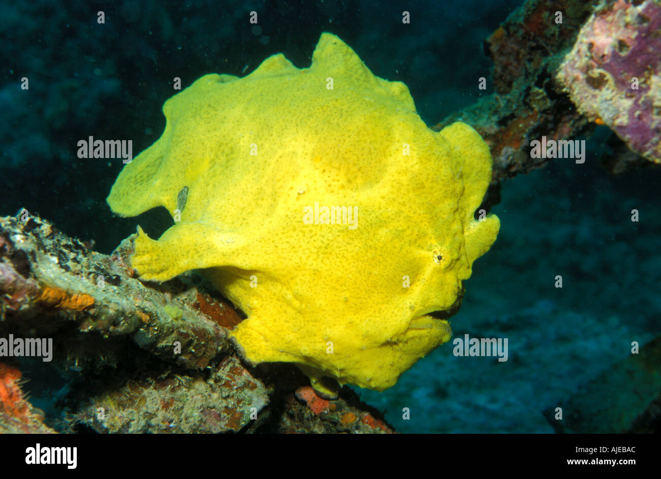 Poisson Grenouille géant Antennarius commersonii Sabah Banque D'Images