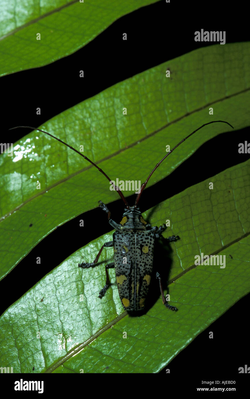 Longhorn Beetle Sabah Bornéo Banque D'Images
