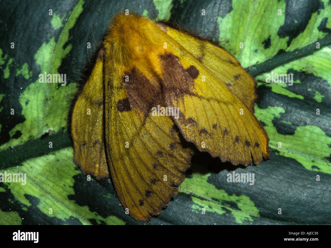 Amphibien sp inconnu Sabah Bornéo Banque D'Images