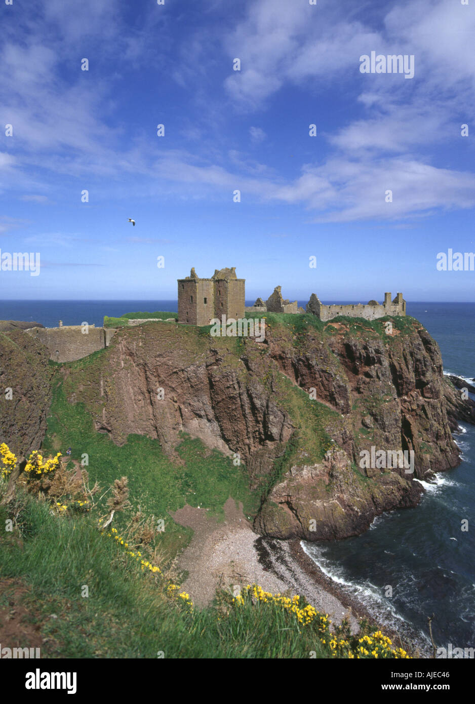 dh DUNNOTTAR CHÂTEAU KINCARDINESHIRE bastion sur la mer falaise promontoire plage gorse buissons ecosse Banque D'Images