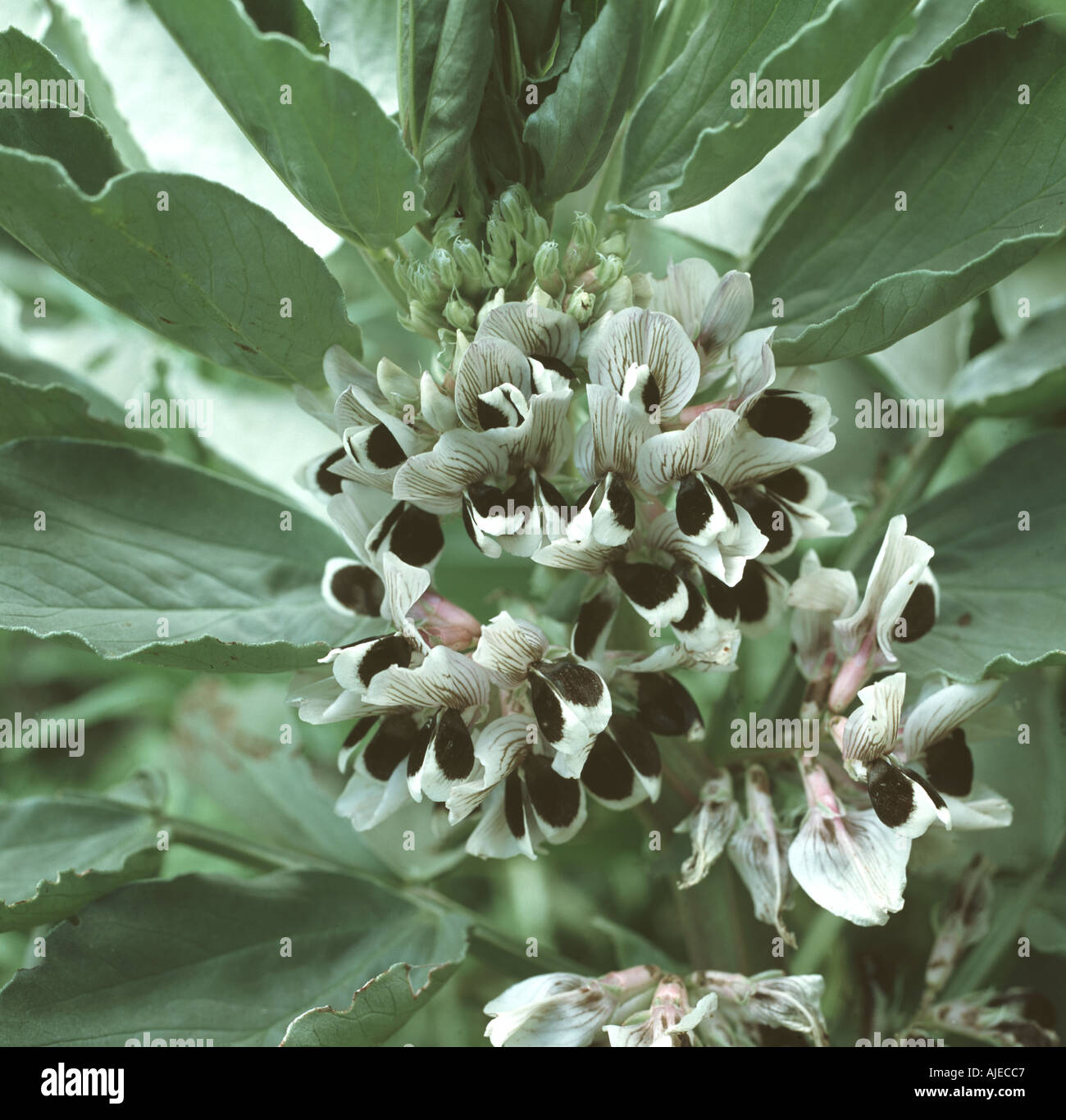 Fève Vicia faba étroitement emballé dense fleurs noires et blanches entre les feuilles Banque D'Images