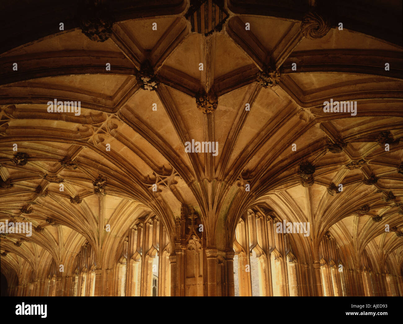 Close up of le ventilateur de plafond du cloître remplages à l'abbaye de Lacock dans le Wiltshire Banque D'Images