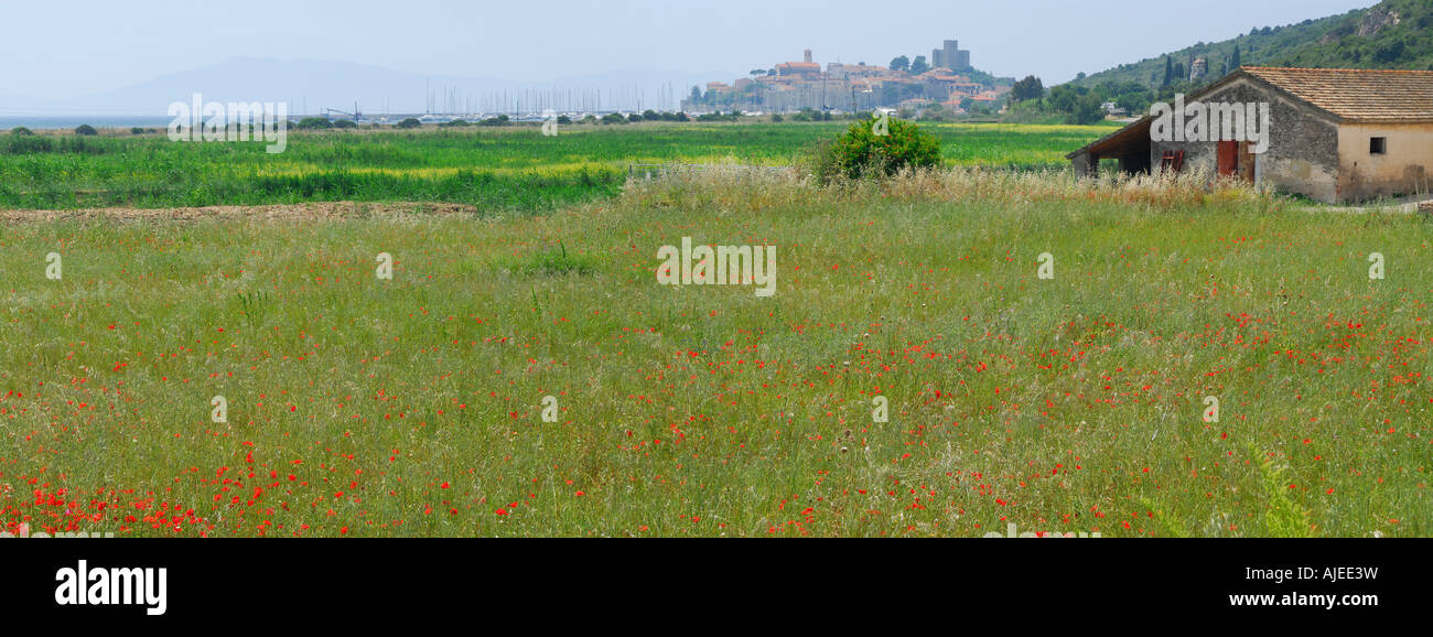 Panorama des coquelicots sauvages à Talamone avec port et Monte Argentario Banque D'Images