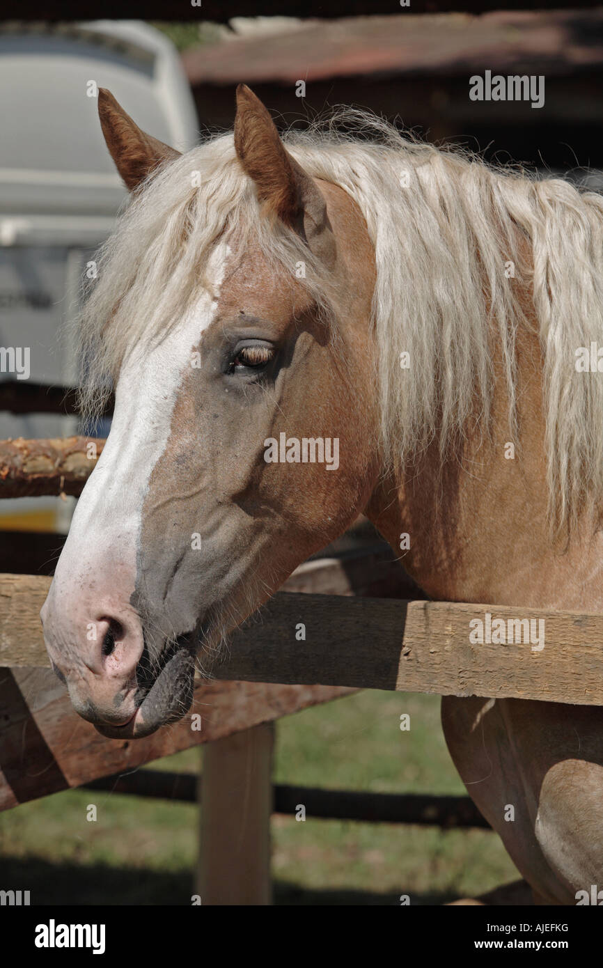 Race indigène russe - cheval Sovetskaja Banque D'Images